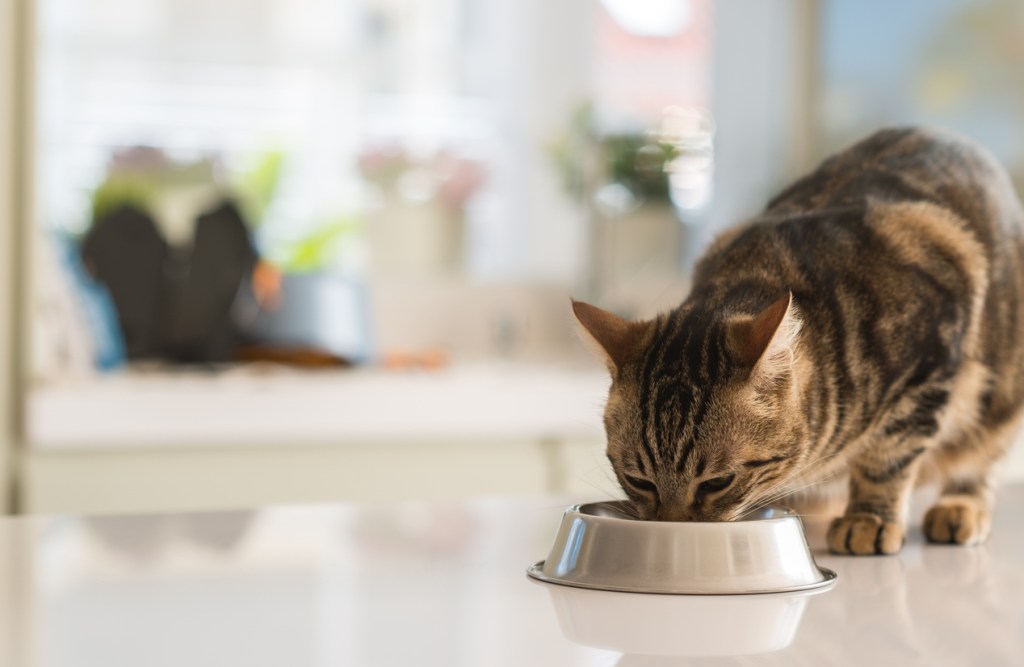 gatos-habitos-reducir-alergia-en-casa-